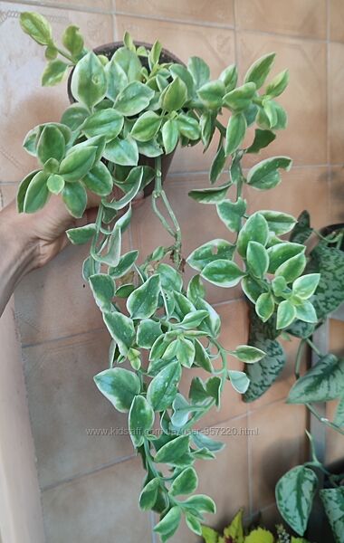 Аптенія варієгата