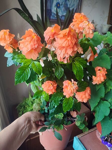 Кроссандра помаранчева