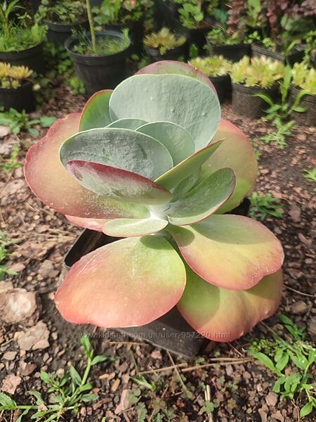 Каланхое Тирсифлора. Агава американська блакитна