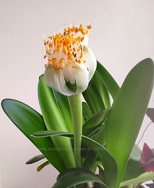 Гемантус білоквітковий. Haemanthus albiflos.