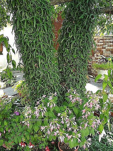 Плющі Sagittaefolia, Ivalace, Parsley crested, Gold child