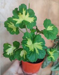 Пеларгонія Happy thought