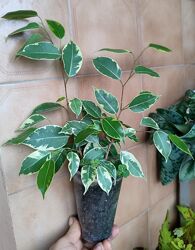 Фікус Голден Кінг 