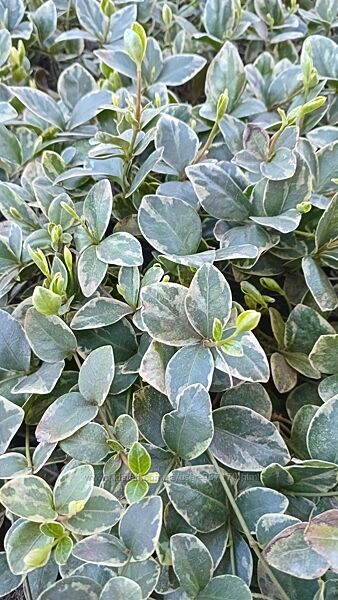 Барвинок малый Argenteovariegata.