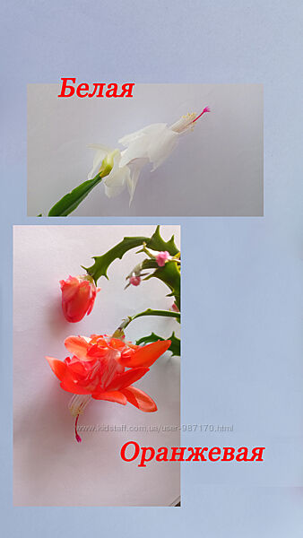 Шлюмбергера рождественник. Взрослые кустики. Разный цвет.