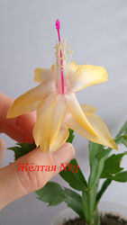 Шлюмбергера рождественник. Разный цвет. Молодые кустики.