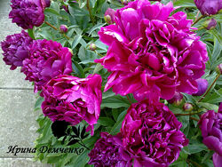 Пион бордовый. lactiflora.