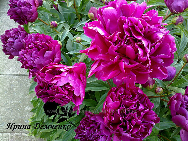 Пион бордовый. lactiflora.