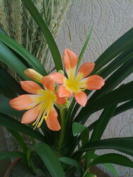 Кливия. Цвет оранжевый.