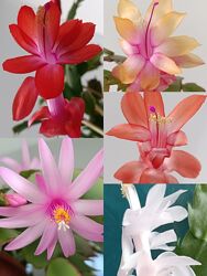 Рождественник 4 цвета & пасхальник