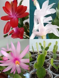 Рождественник 2 цвета & пасхальник