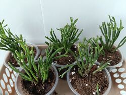 Рипсалис или коралловый кактус