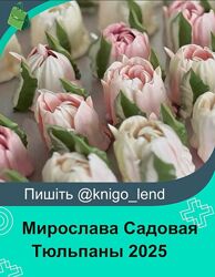 Тюльпаны. Обновление курса 2025 Мирослава Садовая