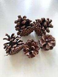 Шишки для декору великі 