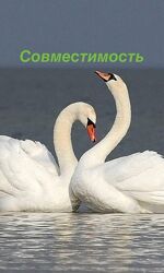 Консультация астролога. Совместимость партнеров.