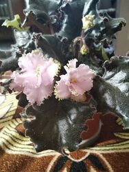 Фіалка розовая, белая, сереневая