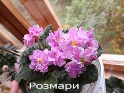 Красивые фиалки