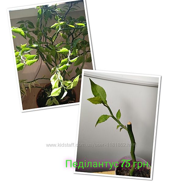 Педілантус