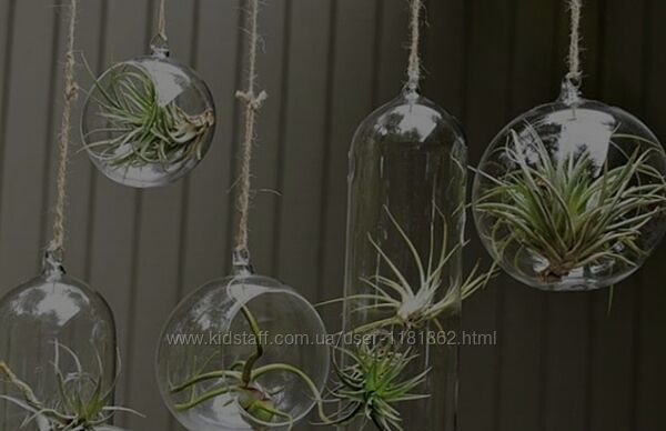 Тилансія -росте без грунту та води