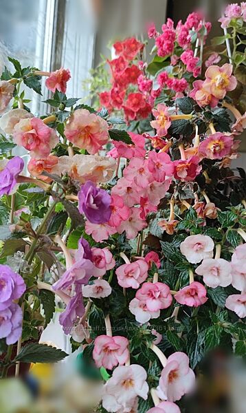 Квіти різні, надлишки