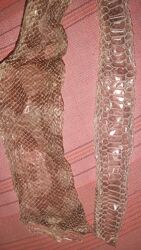 Виползок змії