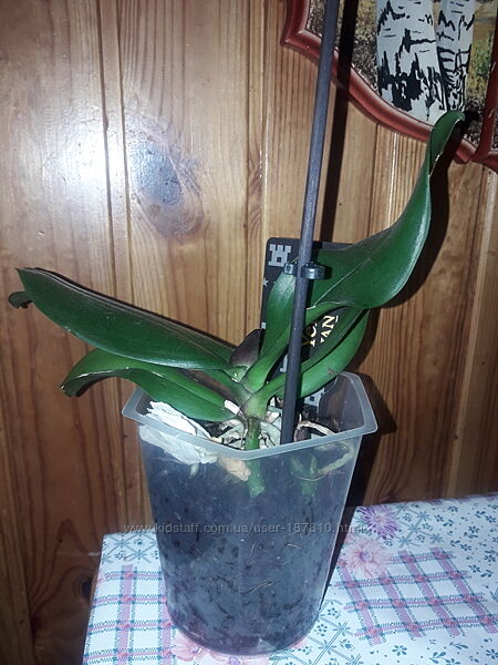 Орхидея  разная  на выбор от 130грн