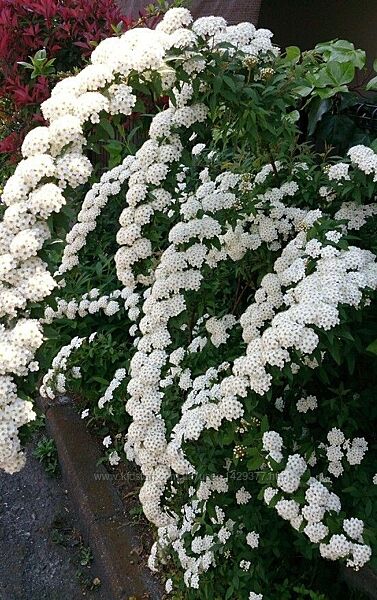 Спірея вангутта , спирея , невеста , білий кущ, жива огорожа саджанці