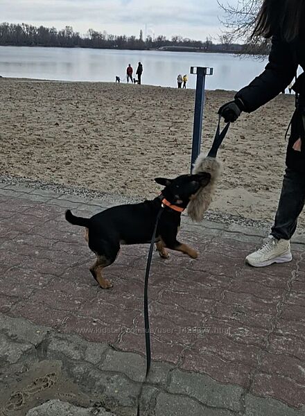 Ухват для собак , іграшка , апорт , перетяжка , кусалка