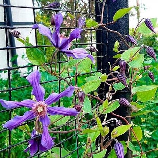 Кліматіс , клематис , сорт сиза птиця , сизая птица , синьо фіолетовий