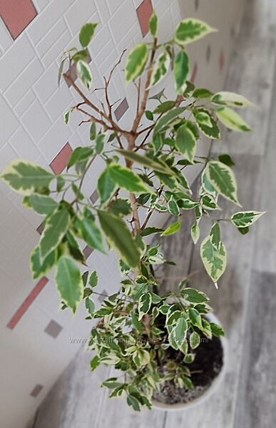 Комнатные цветы фикус