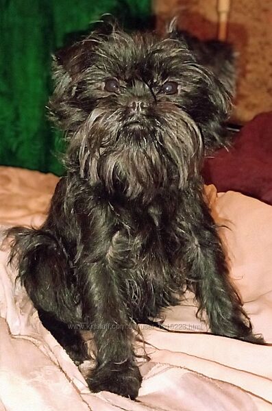 Аффенпинчер - вязка.