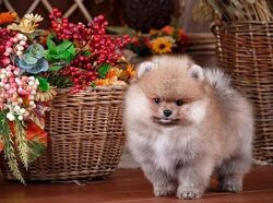 Набір для творчості алмазна картина Песик біля кошика Strateg HEG87073