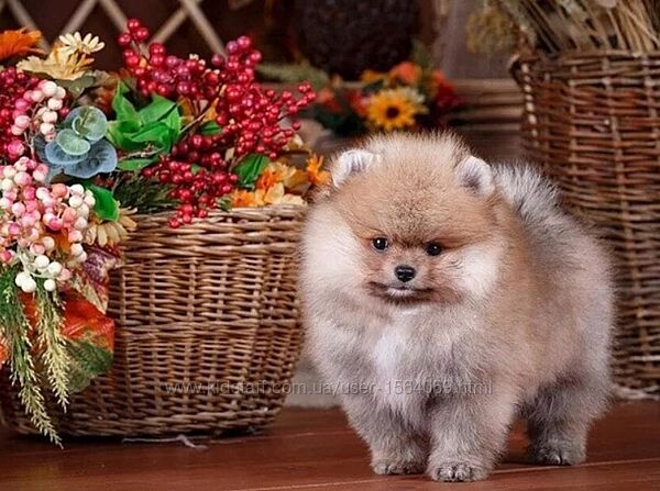 Набір для творчості алмазна картина Песик біля кошика Strateg HEG87073