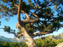 #4: Крымский можжевельни