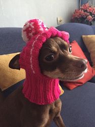 Шапочка для собачки. Шапка для собаки. Шапки для йорка, той, чихуахуа.