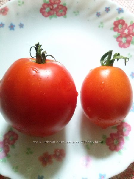 Наши помидоры 2017-2018