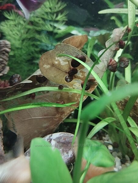 Віддам равликів-катушки