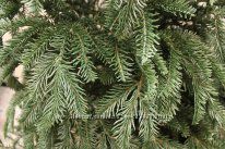 #1: ель сказка