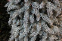 #2: Премиум голубая