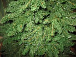 #6: премиум зеленая