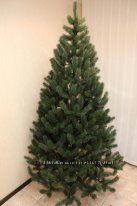 #5: Смерека литая