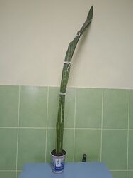 Сансевиерия велика Sansevieria, тещін язик, щучий хвіст, рослина,  