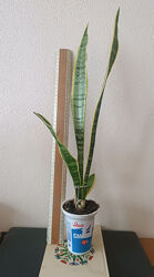 Сансевіерія окаймленная велика Sansevieria, тещін язик, рослина,