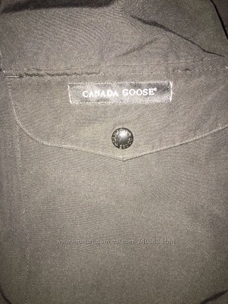 Canada goose