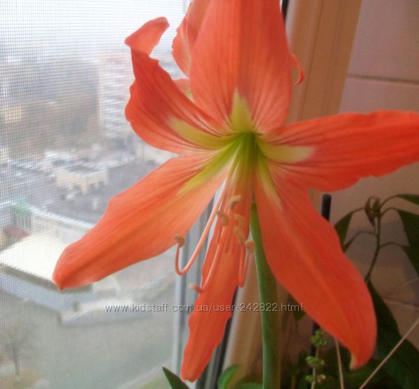 Лилия оранжевая домашнее растение