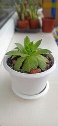 Sempervivum tectorum кам&acuteяна троянда Эхеверия сукулент квітка кімнатна
