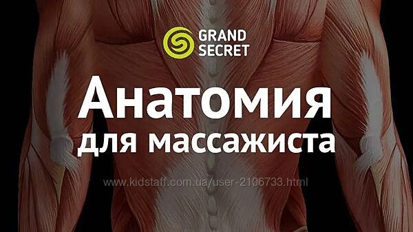 Максим Волков Анатомия для массажиста. Тариф Для профи Grand Secret
