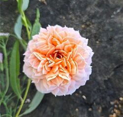 pryancholito Розы ГРЕЙС из зефира Яна Мурачёва