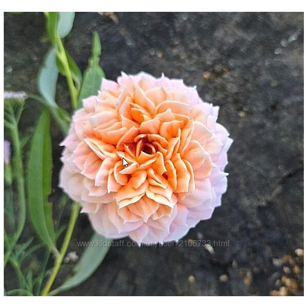 pryancholito Розы ГРЕЙС из зефира Яна Мурачёва