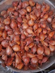 Цибулька кущівка на підзимову посадку